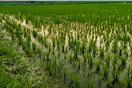 微生物馴化技術(shù)在農(nóng)業(yè)上的實(shí)際效果如何？